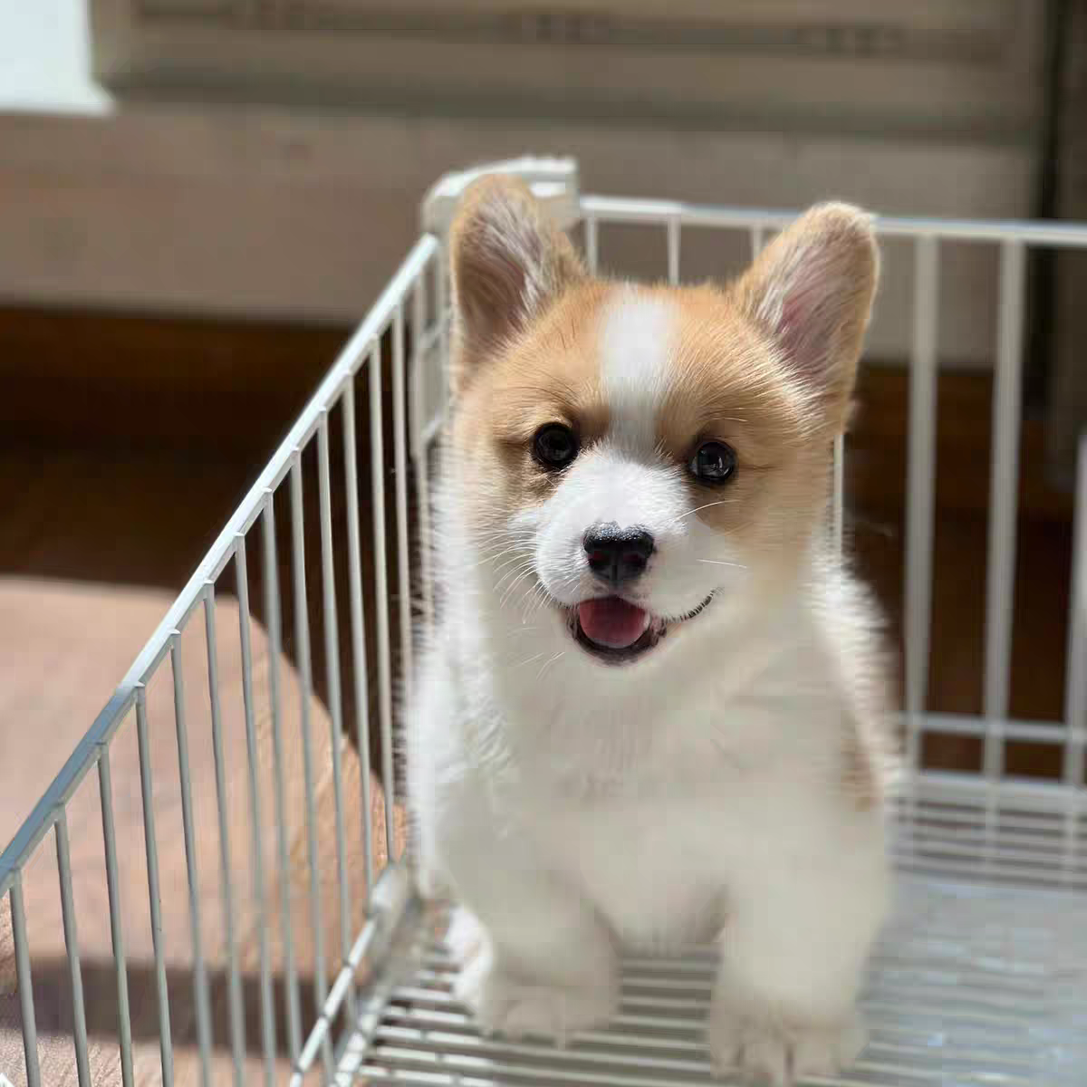 犬舍直销批发价格出售柯基犬